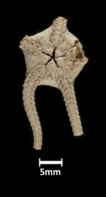 Media type: image;   Invertebrate Zoology OPH-630 Description: Bottom up view of single specimen with scale bar.;  Aspect: ventral